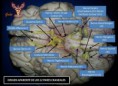 /album/fotogaleria/cara-inferior-del-encefalo-jpg/